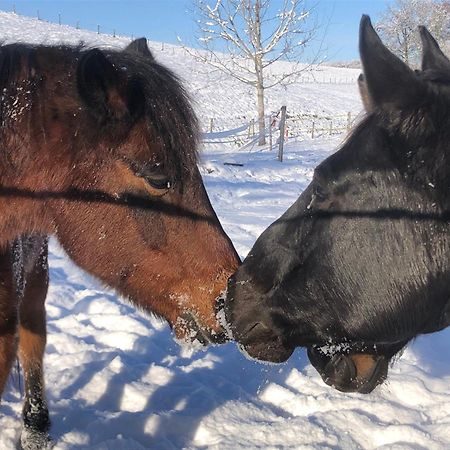 Serenite Et Nature Dans Une Ferme Equestre - Studio Familial Massonnens Exterior foto