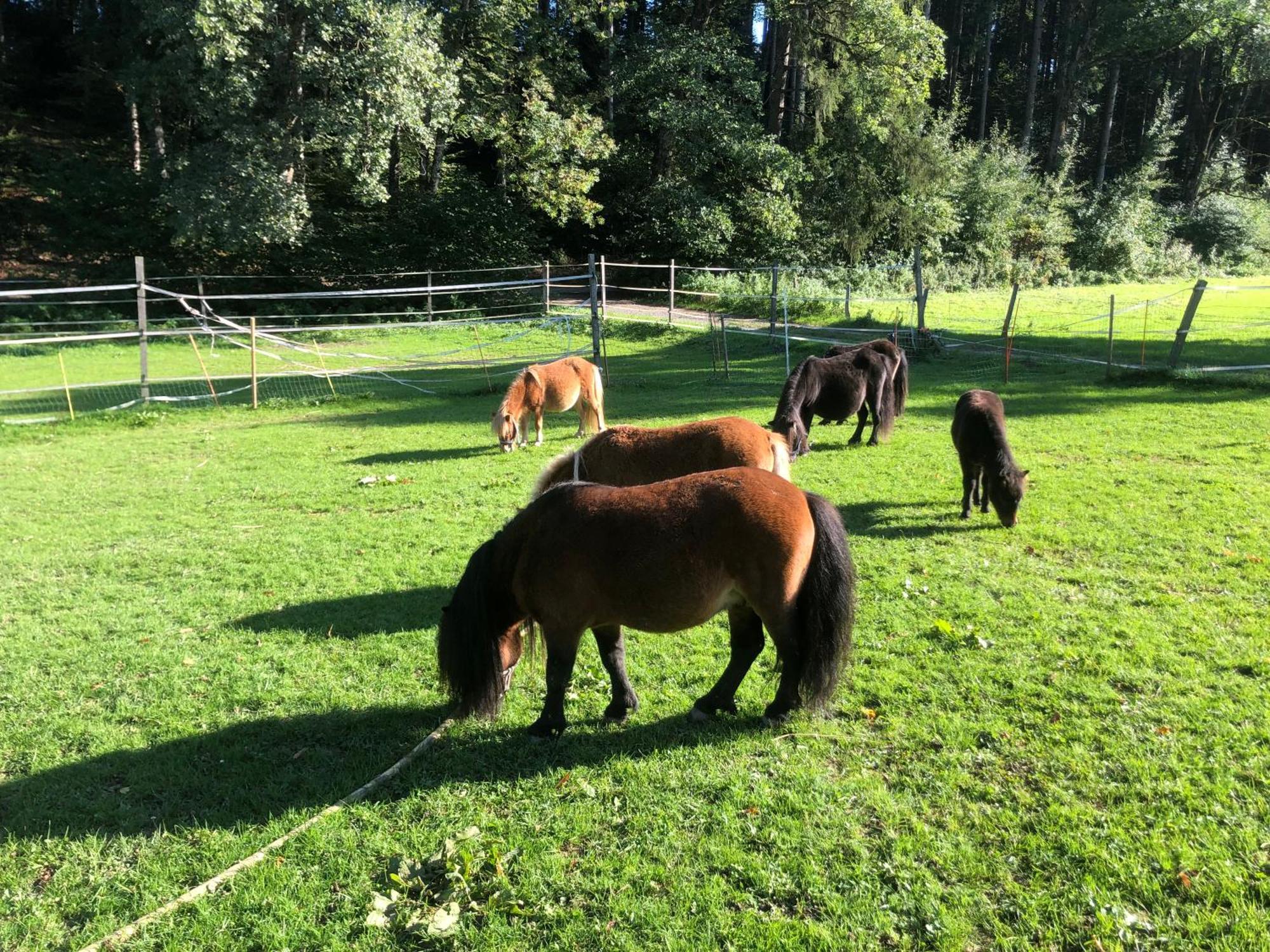 Serenite Et Nature Dans Une Ferme Equestre - Studio Familial Massonnens Exterior foto