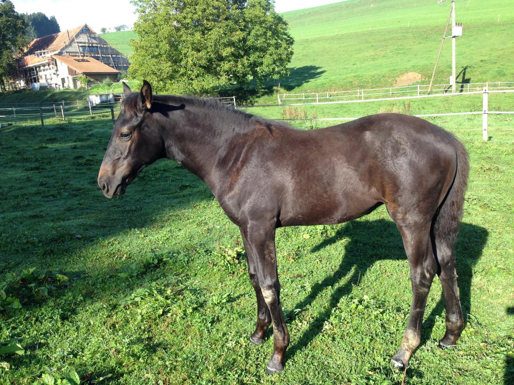 Serenite Et Nature Dans Une Ferme Equestre - Studio Familial Massonnens Exterior foto